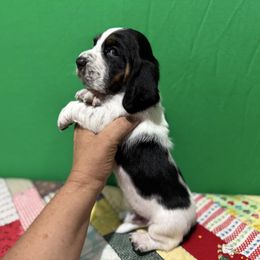 George - Black brown and white male Basset Hound puppy in Pilot Mtn, North Carolina from Lowdown Love Basset Hounds
