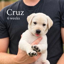Cruz - Yellow male Labrador Retriever puppy in Camp Verde, Arizona from Cecil's Arizona Labradors
