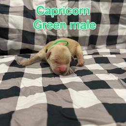 Green - Golden male Golden Retriever puppy in Salt Lake City, Utah from Soaring golden retrievers