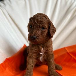 Danny - Red  male Poodle puppy in Mount Vernon, Illinois from AMC Poodles