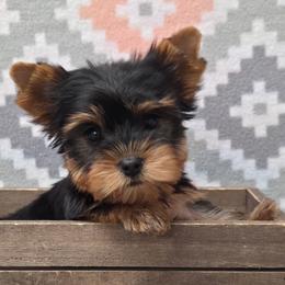 Reggie - Blue and gold male Yorkshire Terrier puppy in Monticello, Iowa from Ashley’s Puppies
