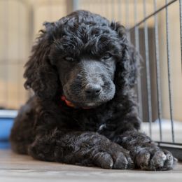 Poodle Puppies from Perigueux Poodles