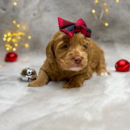 Macaroni - Apricot female Goldendoodle puppy in Williamson, New York from Lakeside Doodles