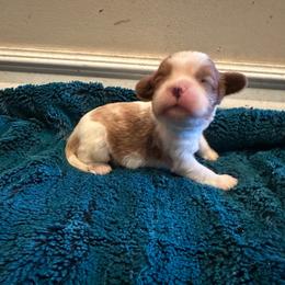 Boy 3 - Blenheim male Cavalier King Charles Spaniel puppy in Honeyville, Utah from Mike and Brandice Brown Performance Animals