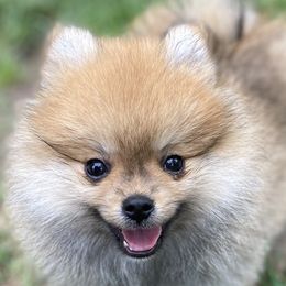 Pomeranians from Raleigh Pomeranians