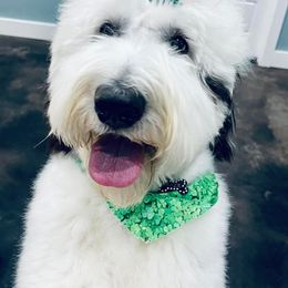 Aussiedoodles, Goldendoodles, Miniature Australian Shepherds, and Sheepadoodles from Sandlot Aussies and Doodles