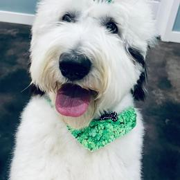 Aussiedoodles, Goldendoodles, Miniature Australian Shepherds, and Sheepadoodles from Sandlot Aussies and Doodles