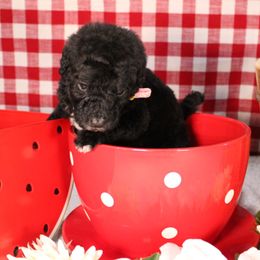 Pita - Black female Poodle puppy in Peyton, Co, Usa, Colorado from Peyton Poodles