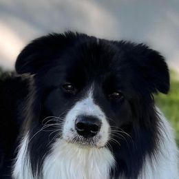 Onyx - Border Collie