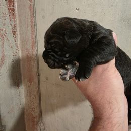 Boy 6 - Black brindle male Cane Corso puppy in Vernal, Utah from Diamond Ridge Cane Corsos