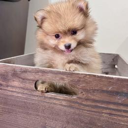 Pomeranian Puppies from Texas Tumbleweed Poms