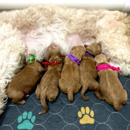 Green Collar - Red female Cavapoo puppy in St George, Utah from Picture Perfect Doodles