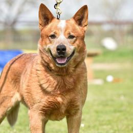 Vinnie - Australian Cattle Dog