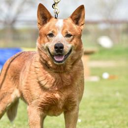 Vinnie - Australian Cattle Dog