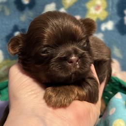 Boris - Chocolate male Shih Tzu puppy in Sharon, Pennsylvania from Keystone Danes and Shih tzus