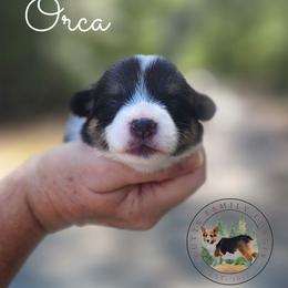 Orca - Black and white female American Corgi puppy in Cameron, North Carolina from Butts Family Corgis