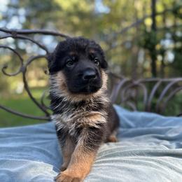 German Shepherd Puppies from Golden Ridge