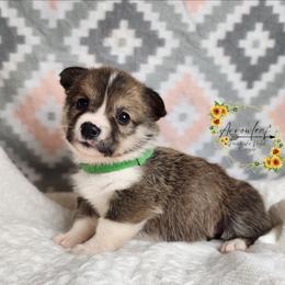Pickles DM CLEAR - Sable female Pembroke Welsh Corgi puppy in Idaho from Arrowleaf Corgis