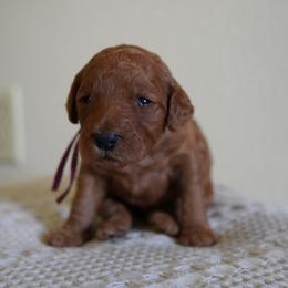 Cranberry - Red  female Goldendoodle puppy in Elk Grove, California from Foxi Goldendoodle