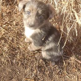 Coal - Brown male Poodle puppy in Manassa, Colorado from Cami’s Colorado Cuties