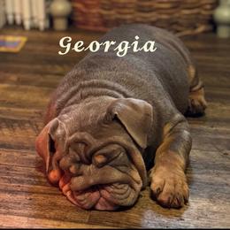 Georgia - Bulldog