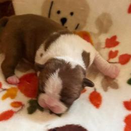BENNY - Red male Boston Terrier puppy in Anderson, South Carolina from Lola’s House of Bostons & Rescue