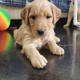 Goldendoodle Puppies from Doodling Minors