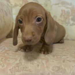 Austin - Chocolate male Dachshund puppy in Cottage Grove, Oregon from Freckled Roots Farm Dachshunds