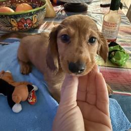 Dachshund Puppies from Lori Compoi