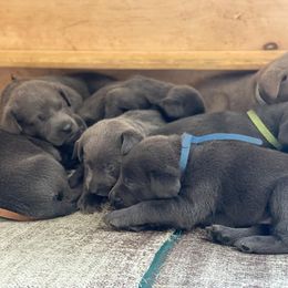 Basset Hound and Labrador Retriever Puppies from Porter Kennels