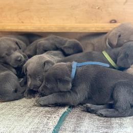 Basset Hound and Labrador Retriever Puppies from Porter Kennels