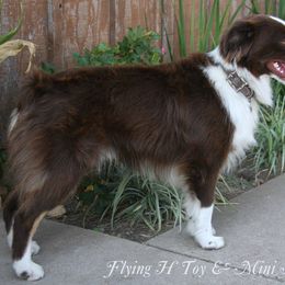 Miniature Australian Shepherd and Toy Australian Shepherd All Grown Up from Flying H Toy and Mini Aussies
