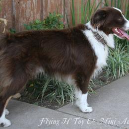 Miniature Australian Shepherd and Toy Australian Shepherd All Grown Up from Flying H Toy and Mini Aussies