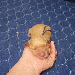 Juno - Yellow female Labrador Retriever puppy in Elloree, South Carolina from Moonlight Kennels LLC