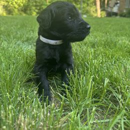 White Collar Boy - Black male Giant Schnauzer puppy in Evendale, Ohio from Queen City Giant Schnauzers