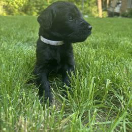 White Collar Boy - Black male Giant Schnauzer puppy in Evendale, Ohio from Queen City Giant Schnauzers