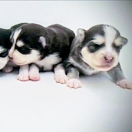 Pomsky Puppies from Mini Pomsky Puppies