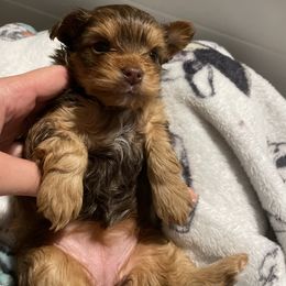 French Bulldog and Yorkshire Terrier Puppies from Casa De Silva LLC