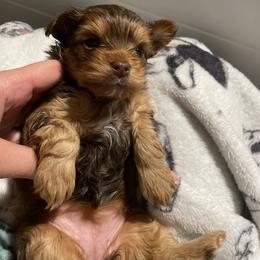 French Bulldog and Yorkshire Terrier Puppies from Casa De Silva LLC