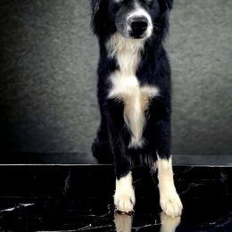 Poppy - Australian Shepherd