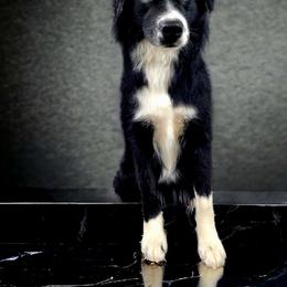 Poppy - Australian Shepherd