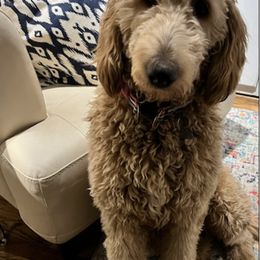 Double Doodles from Foggy Bottom’s Farm