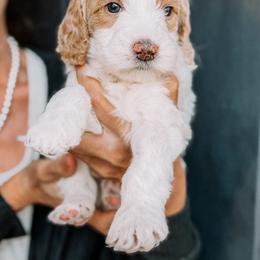 Frosty - Parti male Goldendoodle puppy in Lakeland, Florida from Rolling Oak Doodles