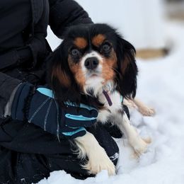 Cavalier King Charles Spaniels and Goldendoodles from Jodi Martin