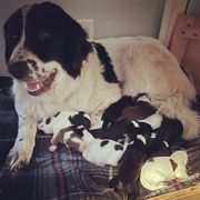 Karakachan Puppies from Karluk Acres Karakachans