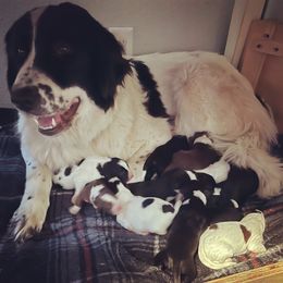 Karakachan Puppies from Karluk Acres Karakachans