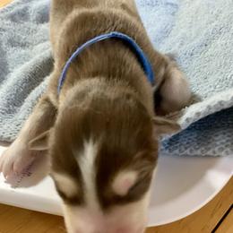 Siberian Husky Puppies from TRUHUSKY SIBERIANS