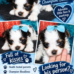 AKC Champion Bloodline Little Fireball - Black tan and white male Biewer Terrier puppy in Kennesaw, Georgia from Dreamy Pups