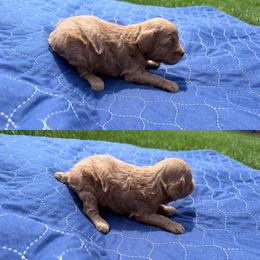 Ziti - Red female Cockapoo puppy in Clarks Summit, Pennsylvania from M&M Cockapoos