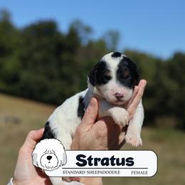 Stratus - Black and white female Sheepadoodle puppy in Cleveland, Tennessee from Narrow Path Old English & Sheepadoodles